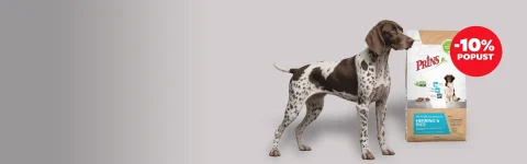 Ko pes potrebuje nežnejšo prehrano